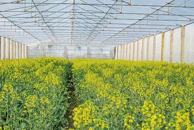 主要經(jīng)營(yíng)油菜與水稻種子，油菜品種有常油雜61，常油雜69，常油雜72號(hào)